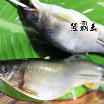 ☆爆違規特大母香魚☆ 爆卵 爆蛋母香魚_任選 【 陸霸王】