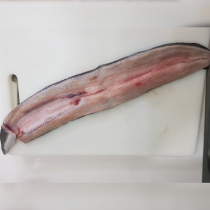 生鮮白鰻魚400g±10%/包【陸霸王】