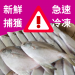 生鮮白鯧魚 整隻去內臟 年菜必備 【陸霸王】